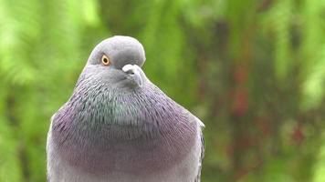 pigeons vue rapprochée dans la nature verdoyante video