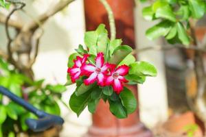 Adenium flowers white with pink edges photo