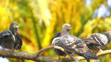 pájaros palomas en una planta de árbol video