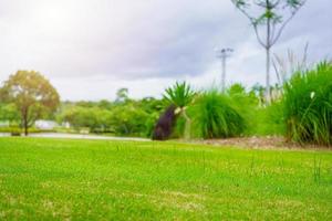 Nature's green grass in golf court garden photo