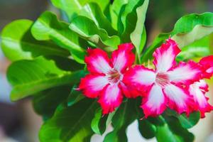 Adenium flowers white with pink edges photo