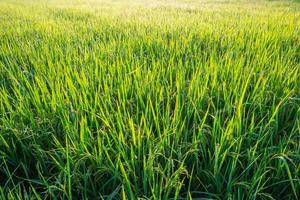 Vibrant rice field photo