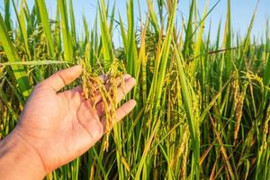 Hand touching rice plants photo