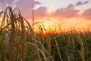 Sunset on a rice field photo