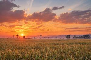 puesta de sol sobre un campo de arroz foto