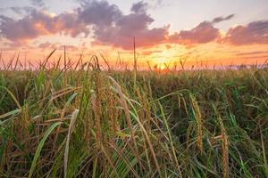 Rice field at sunset photo
