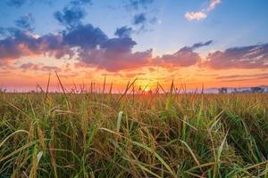 campo de arroz con cielo al atardecer foto