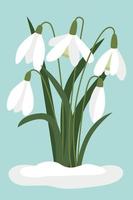 Snowdrops in the snow. Vector, white small flowers. Symbol of the arrival of spring. The first flowers, delicate light forest flowers. Isolated object. vector