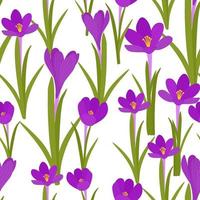 Seamless background with crocuses. A repeating pattern with purple flowers. Solid colored background. For packaging design, vector. vector