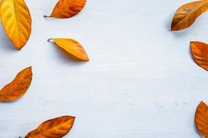 Autumn leaf flat lay photo