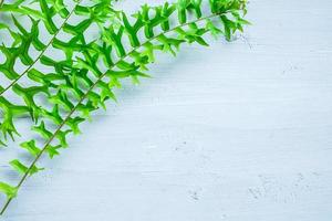 Fern leaves on a white background photo