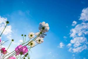 Cosmos flowers against a blue sky