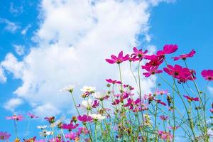 cosmos flores y cielo azul foto