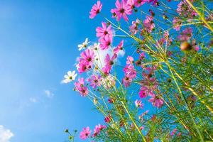 Colorful cosmos flowers photo