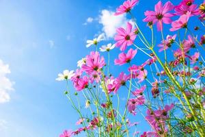 Colorful cosmos flowers during the day photo