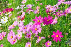 Bright cosmos during the day photo