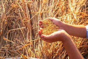 Hands collecting rice photo