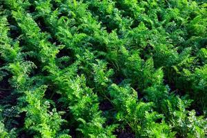 Field of parsley photo