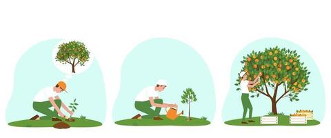 Set of illustrations of caring for a tangerine tree vector