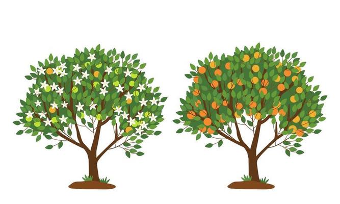 Tangerine tree in bloom and with ripe fruits isolated on white