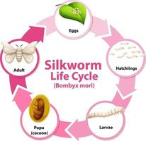 Diagram showing life cycle of Silkworm vector