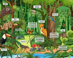 Food chain diagram concept on forest background vector