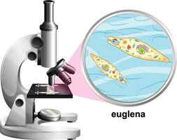 Microscopio con estructura de anatomía de euglena sobre fondo blanco. vector