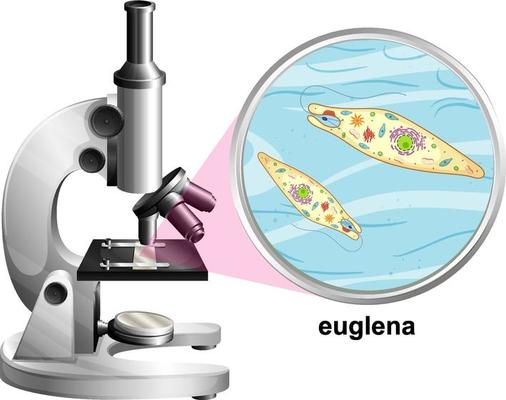 Microscope with anatomy structure of Euglena on white background