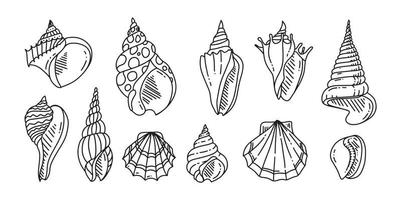 Doodle Set of Sea shell. Various sea shell in outline. hand drawn. vector