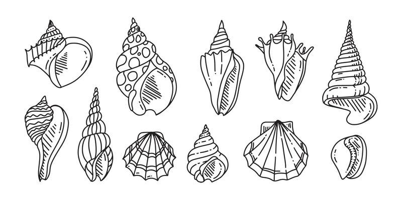 Doodle Set of Sea shell. Various sea shell in outline. hand drawn.