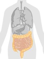 Intestine Digestive System Body Part Anatomy Cartoon Vector Drawing