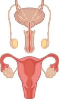 Human Internal Organ Testicles Uterus Anatomy Body Part Cartoon Vector