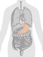 órgano interno humano anatomía del estómago parte del cuerpo dibujo vectorial de dibujos animados vector