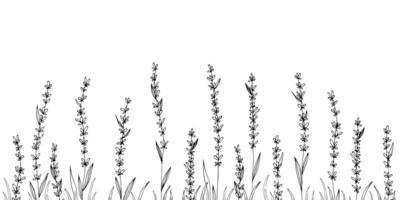 Vector lavender hand drawn illustration.Medical plant.