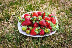 Sweet wild strawberries on a white plate on a green lawn photo