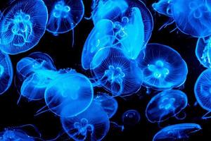 Colorful, illuminated jellyfish underwater on dark background photo