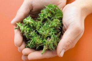 Cannabis buds in hands photo