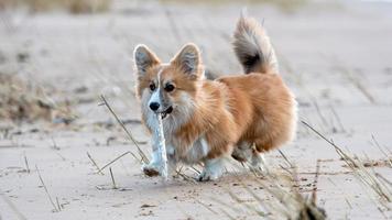 Cachorro de corgi galés corre por la playa y juega con un palo foto