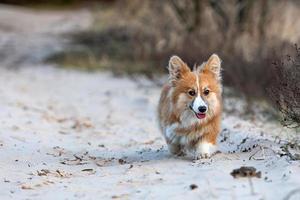 Welsh Corgi puppy runs around the beach and plays with a stick photo