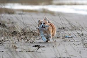Cachorro de corgi galés corre por la playa y juega con un palo foto