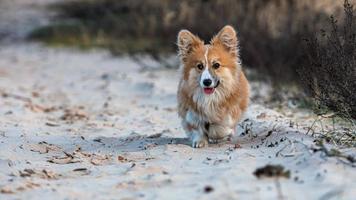 Cachorro Welsh Corgi corre por la playa y juega en la arena foto