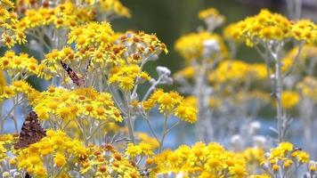 Mariposa llamada vanessa cardui sobre flores amarillas en la naturaleza video