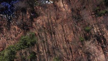 Luftaufnahme von oben nach unten eines Frühlingswaldes an einem sonnigen Tag in 4 k video