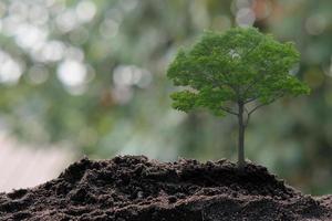 pequeño árbol que crece sobre fondo verde foto