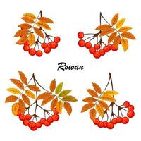 Rowan branch with leaf and berries. Illustration isolated on white background. Rowanberry autumn design. vector