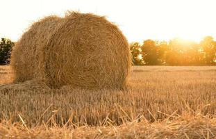 A bale of straw in a farm field during sunset