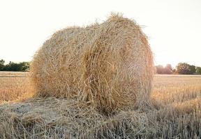 A bale of wheat straw on a farm field photo