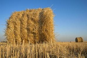 A bale of wheat straw on a farm field photo