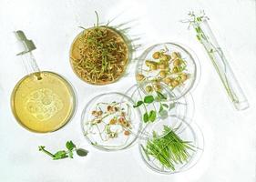 Cosmetic skincare background of Petri dishes and cosmetic tubes with herbal medicine with sprouted seeds of peas, lentils, and wheat grains photo