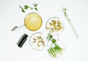 Cosmetic skincare background of Petri dishes and cosmetic tubes with herbal medicine with sprouted seeds of peas, lentils, and wheat grains